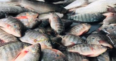 تعرف على أنواع الأكلات من الأسماك فى شهر رمضان بكفر الشيخ.. فيديو وصور