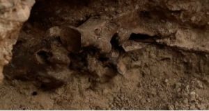 اكتشاف أحفورة لخيل من العصر الجليدى عن طريق الصدفة