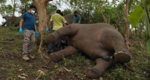 الهند: نفوق «غامض» لـ18 فيلاً... والمتهم صاعقة