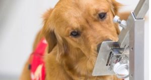 دراسة توضح دقة 3 أنواع من الكلاب فى شم فيروس كورونا بنسبة تتجاوز 85٪