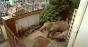 لقطات جديدة لقطيع الأفيال الشارد يتجول في الشوارع بمدينة صينية.. فيديو وصور