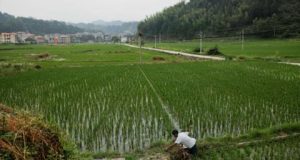 تلوث الأوزون يكلف آسيا 63 مليار دولار خسائر زراعية