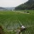 تلوث الأوزون يكلف آسيا 63 مليار دولار خسائر زراعية