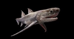 تطوير سمكة قرش مدرعة سبحت فى المحيطات قبل 439 مليون سنة