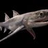 تطوير سمكة قرش مدرعة سبحت فى المحيطات قبل 439 مليون سنة