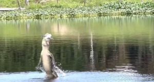 تمساح عملاق يبتلع طائرة بدون طيار فى مشهد مذهل بأمريكا.. فيديو