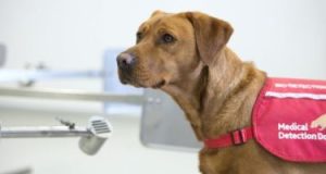 دراسة: الكلاب المدربة على شم فيروس كورونا أكثر كفاءة من اختبارات (PCR)