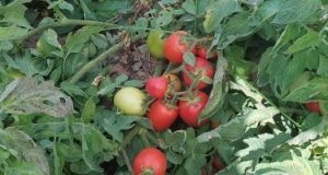 طماطم الإسماعيلية تغزو الأسواق والعروة النيلية تخفض الأسعار وتوفرها بكثرة