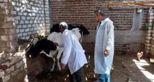 تحصين 36.5 ألف رأس من الثروة الحيوانية لمواجهة أمراض الحمى القلاعية ببني سويف