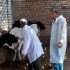 تحصين 36.5 ألف رأس من الثروة الحيوانية لمواجهة أمراض الحمى القلاعية ببني سويف