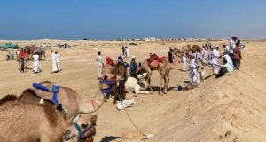 شمال سيناء تشهد فعاليات مهرجان سباق الهجن بمشاركة هجانة من كل المحافظات